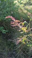 Pultenaea spinosa
