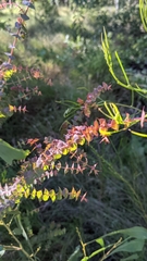 Pultenaea spinosa