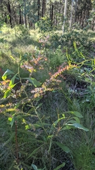 Pultenaea spinosa