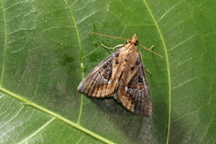 Hypena glumalis