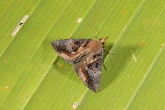 Hypena glumalis