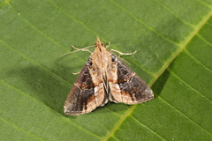 Hypena glumalis