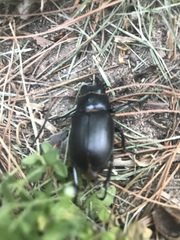 Lucanus placidus