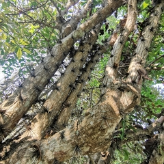 Pereskia grandifolia