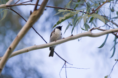 Melithreptus affinis
