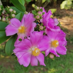 Pereskia grandifolia