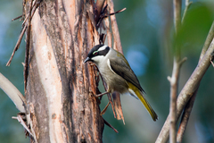 Melithreptus validirostris