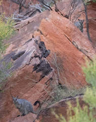 Petrogale brachyotis