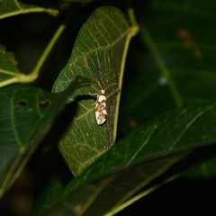 Philenora chionastis