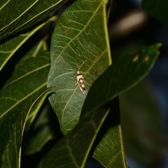 Philenora chionastis