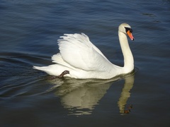 Cygnus olor