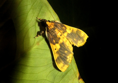 Pachynoa thoosalis