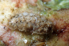 Acanthochitona pilsbryi