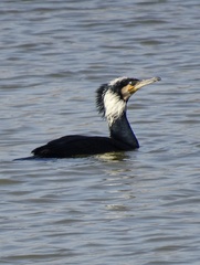 Phalacrocorax carbo