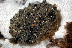 Synoicum sphinctorum