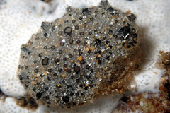 Synoicum sphinctorum