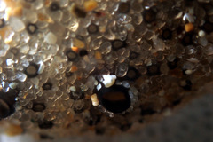 Synoicum sphinctorum