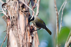 Melithreptus validirostris