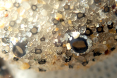 Synoicum sphinctorum