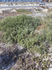 Passerina ericoides