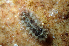 Acanthochitona pilsbryi