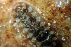 Acanthochitona pilsbryi