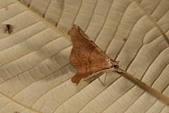 Mazacyla relata