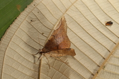 Mazacyla relata