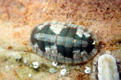 Ischnochiton smaragdinus