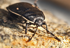 Adomerus biguttatus