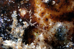 Nymphon aequidigitatum