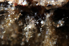 Nymphon aequidigitatum