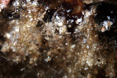 Nymphon aequidigitatum