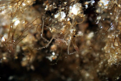 Nymphon aequidigitatum