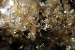 Nymphon aequidigitatum