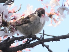 Passer montanus
