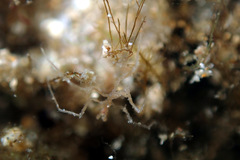 Nymphon aequidigitatum