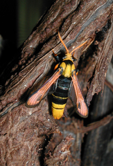 Pseudosesia oberthueri