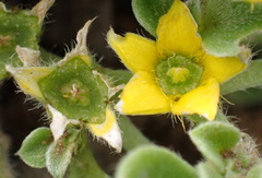 Aizoon glinoides