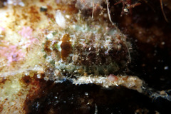 Plaxiphora matthewsi