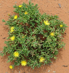 Malephora uitenhagensis