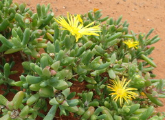 Malephora uitenhagensis