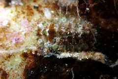 Plaxiphora matthewsi