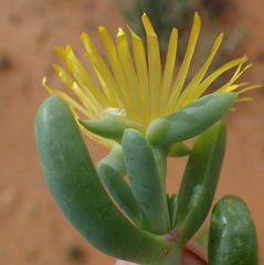 Malephora uitenhagensis