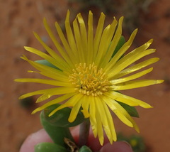 Malephora uitenhagensis