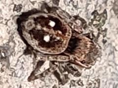 Attulus penicillatus