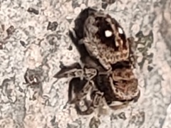 Attulus penicillatus