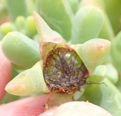 Malephora uitenhagensis