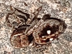 Attulus penicillatus