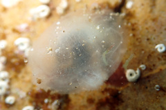 Phlebobranchia